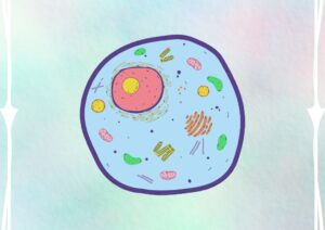 Wat is oxidatieve stress?