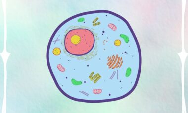 Wat is oxidatieve stress?