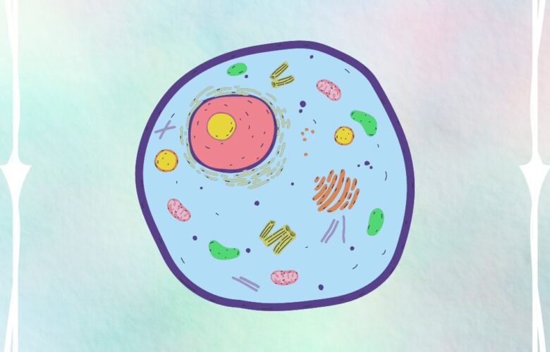 Wat is oxidatieve stress?