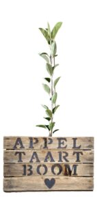 Haal de lente in huis